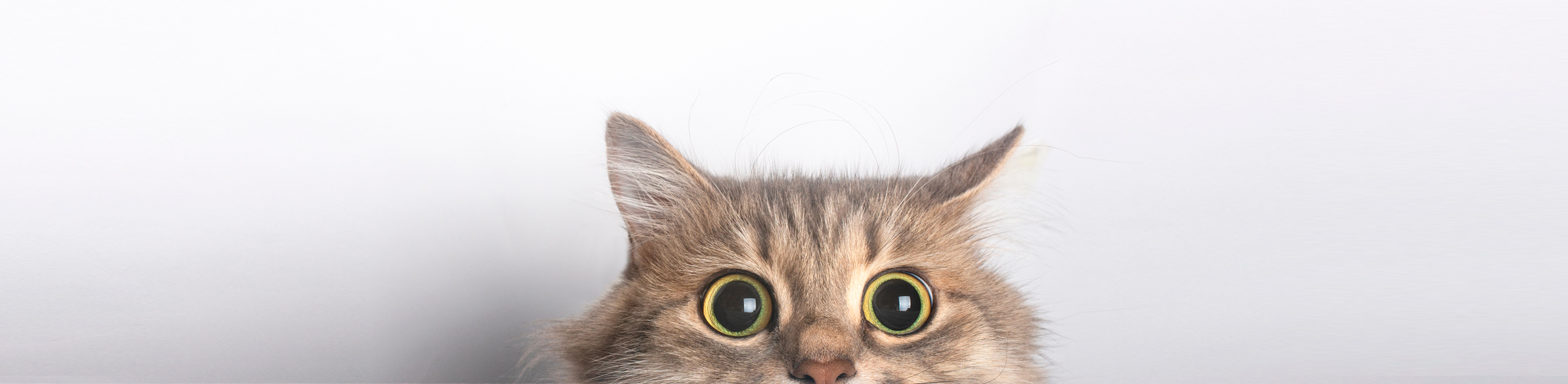 Bannière avec photo de chat