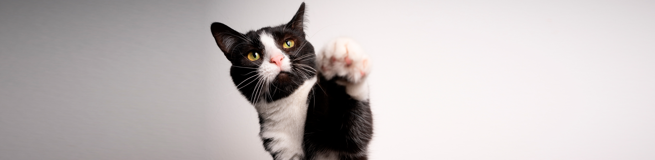 Bannière avec photo de chat