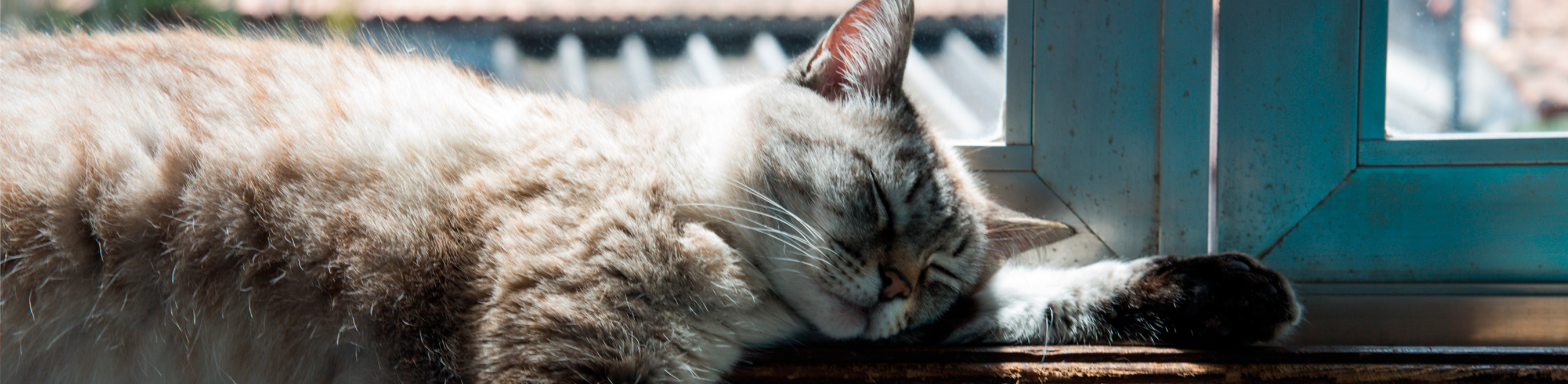 Bannière avec photo de chat