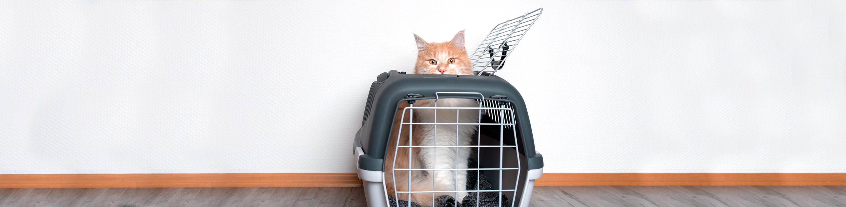 Bannière avec photo de chat