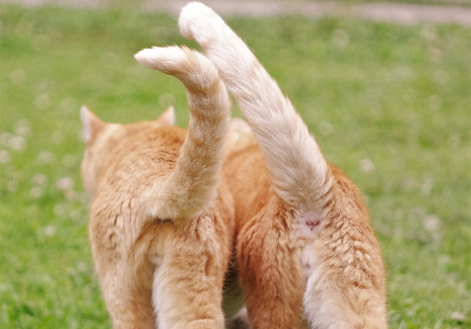Image de chat 4
