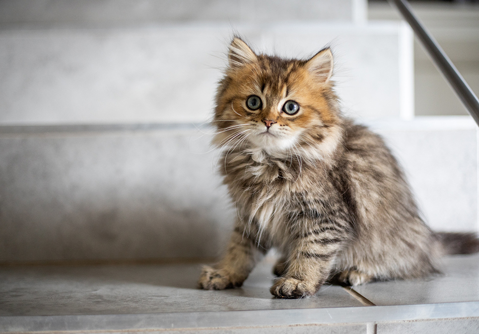 Image de chat 10