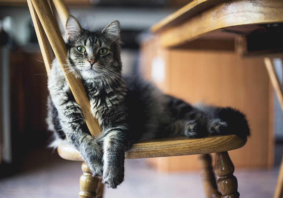 Image de chat 12