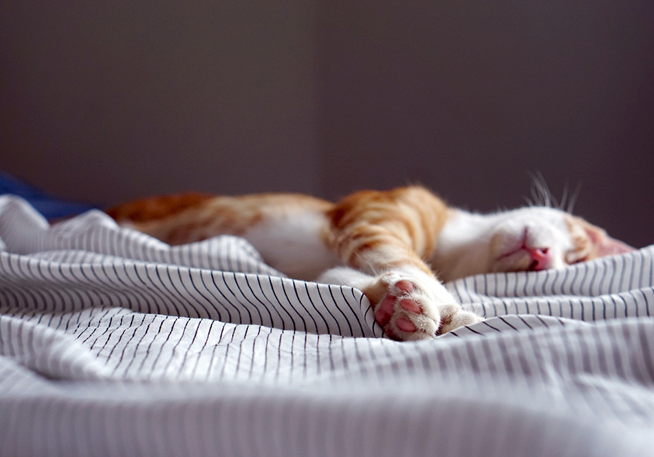Image de chat 13