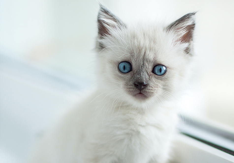 Image de chat 14