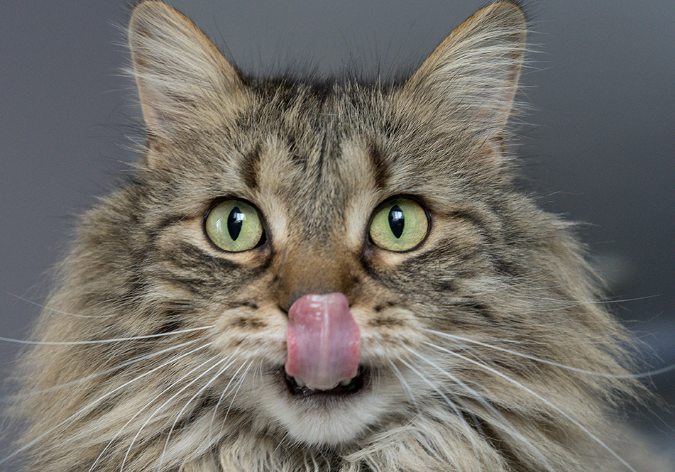 Image de chat 15