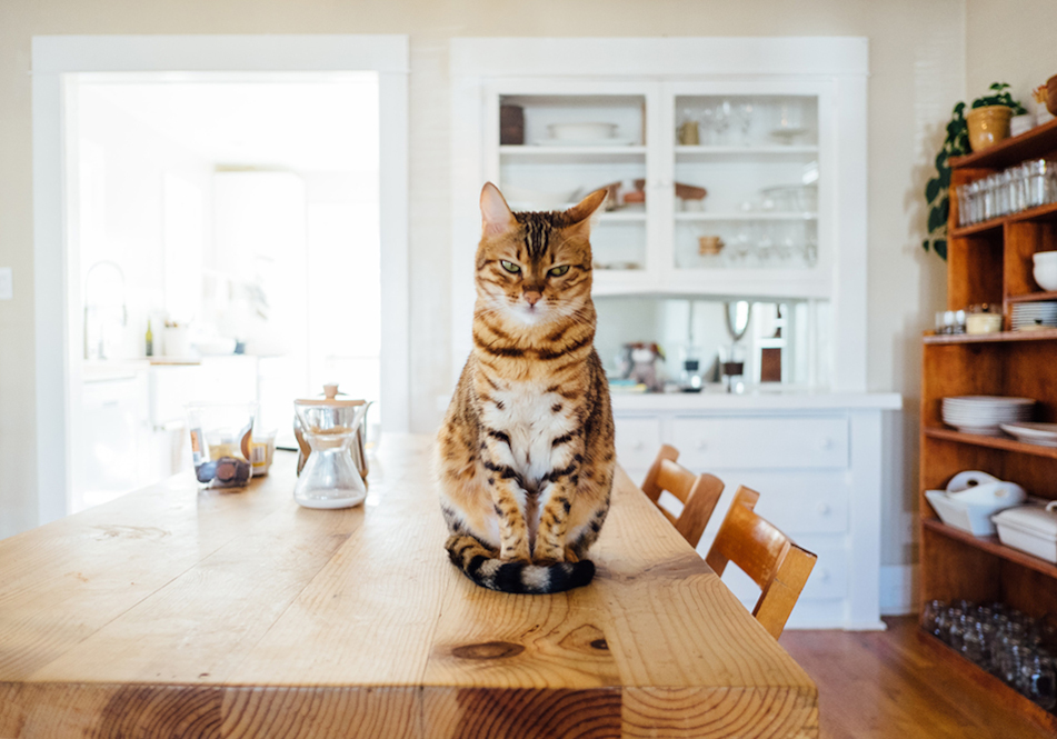 Image de chat 16