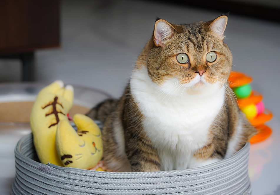 Image de chat 17