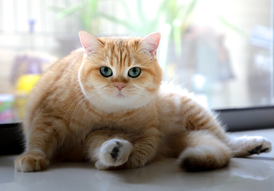 Image de chat 18
