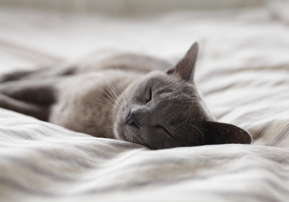 Image de chat 2