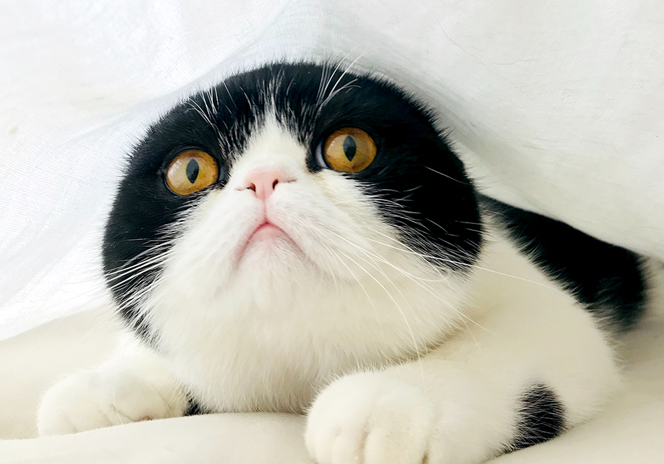 Image de chat 20