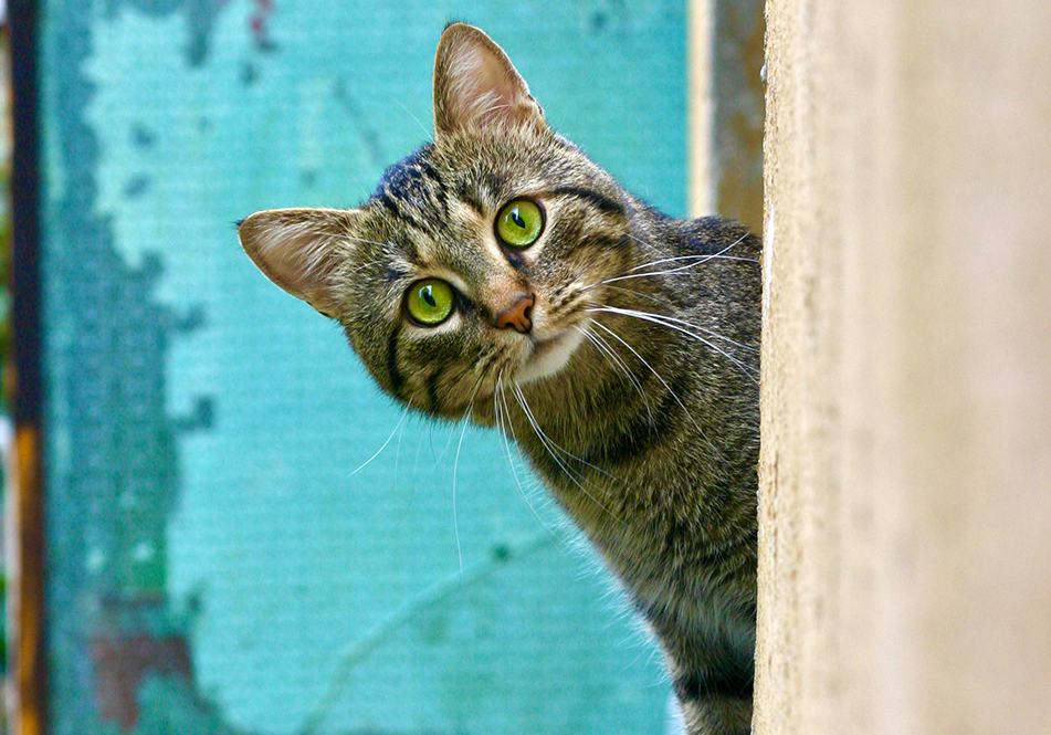 Image de chat 3