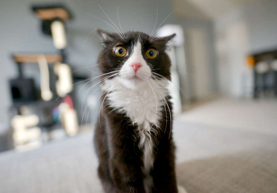 Image de chat 1
