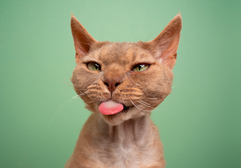 Image de chat 5