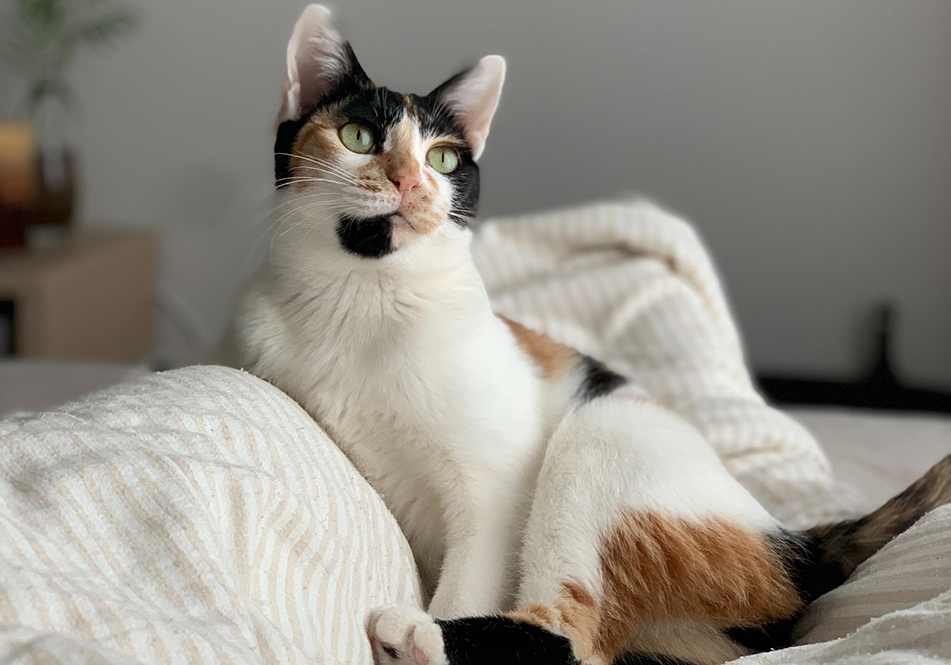 Image de chat 6