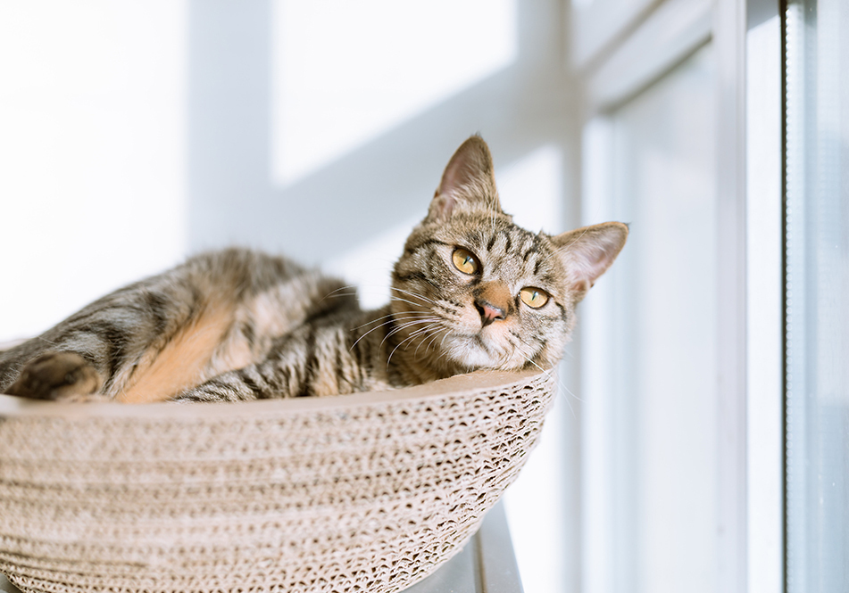 Image de chat 7