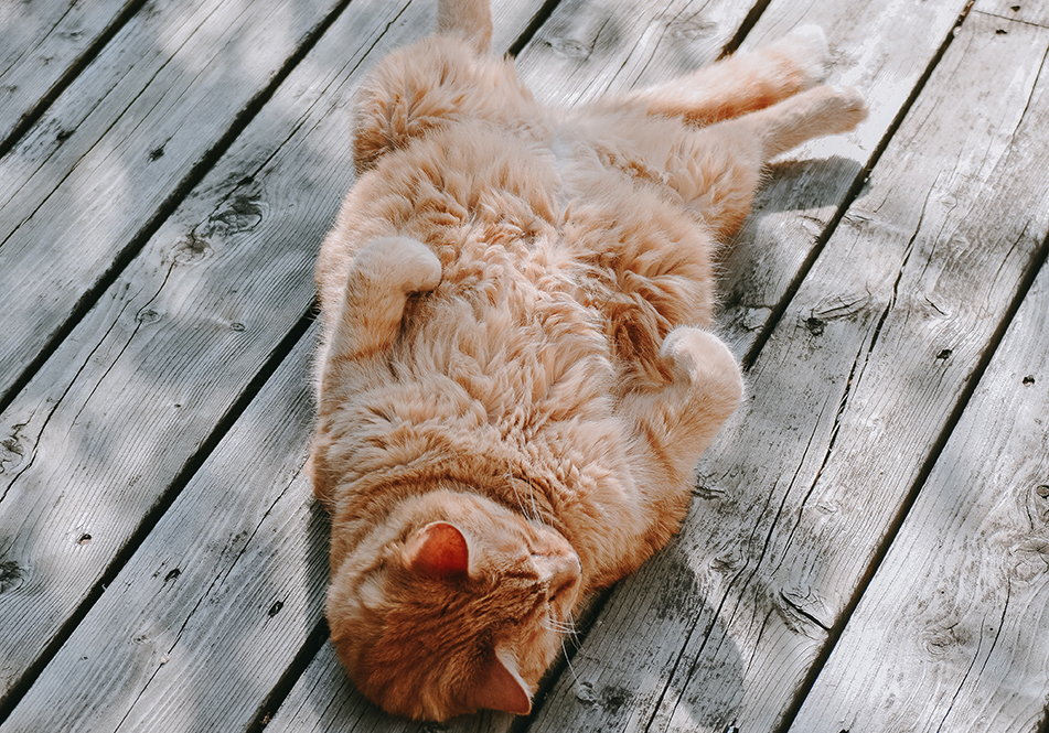Image de chat 8