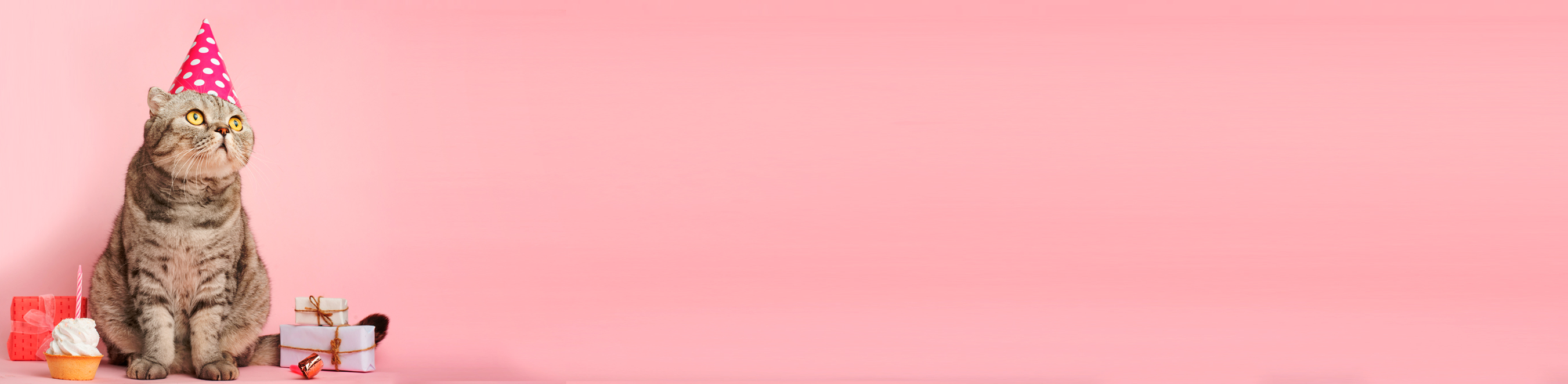 Diaporama : image de chat 1