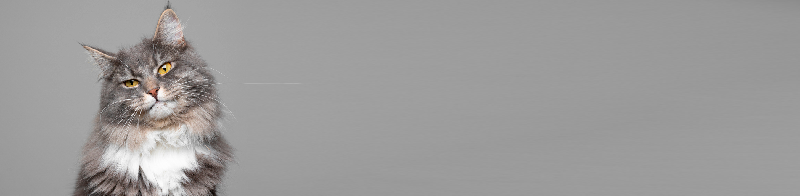 Diaporama : image de chat 1