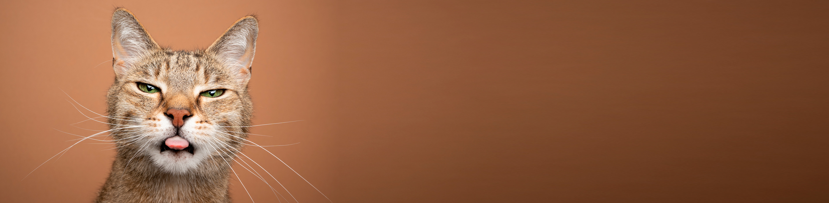 Diaporama : image de chat 1